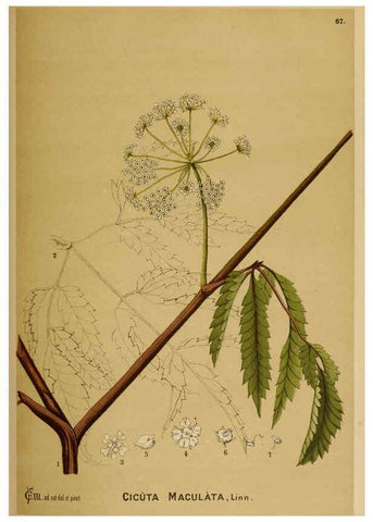 Reproducción/Reproduction 6025964558: American medicinal plants New York,Boericke & Tafel,c1887