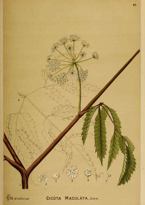 Reproducción/Reproduction 6025964558: American medicinal plants New York,Boericke & Tafel,c1887