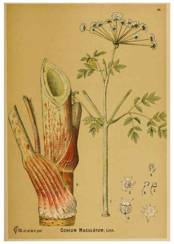 Reproducción/Reproduction 6025409421: American medicinal plants New York,Boericke & Tafel,c1887