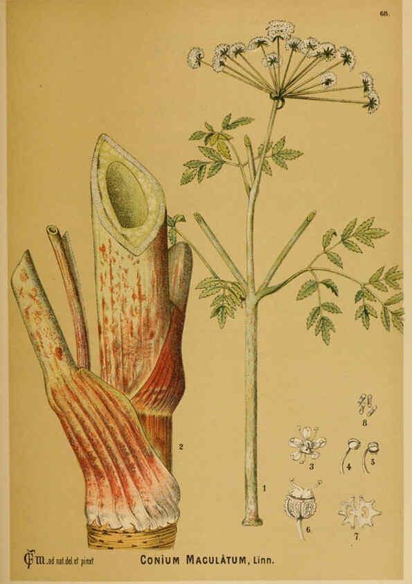 Reproducción/Reproduction 6025409421: American medicinal plants New York,Boericke & Tafel,c1887