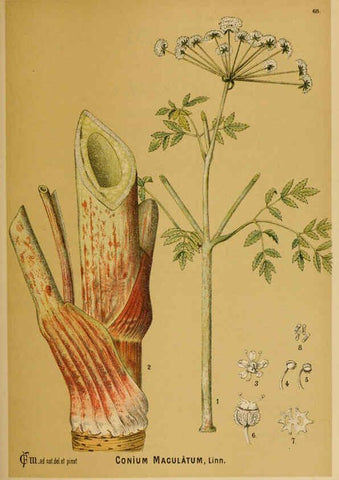 Reproducción/Reproduction 6025409421: American medicinal plants New York,Boericke & Tafel,c1887