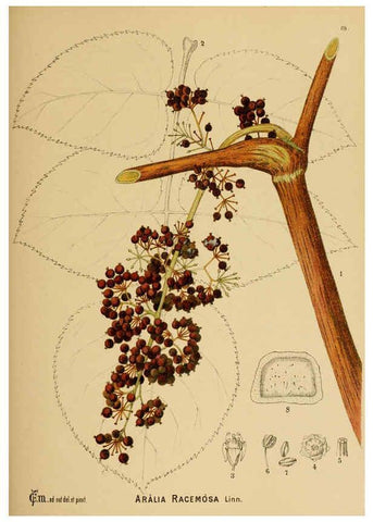 Reproducción/Reproduction 6025409723: American medicinal plants New York,Boericke & Tafel,c1887
