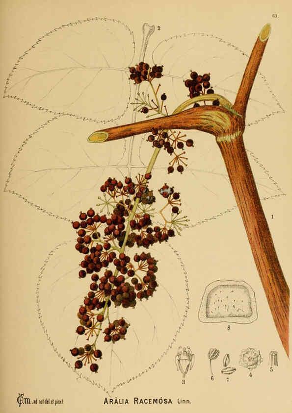 Reproducción/Reproduction 6025409723: American medicinal plants New York,Boericke & Tafel,c1887