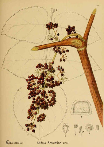 Reproducción/Reproduction 6025409723: American medicinal plants New York,Boericke & Tafel,c1887