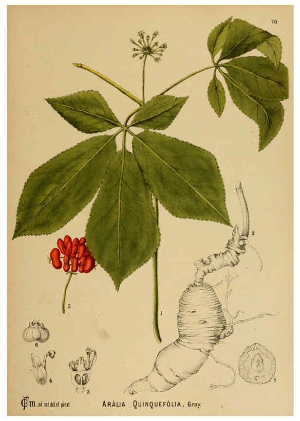 Reproducción/Reproduction 6025410085: American medicinal plants New York,Boericke & Tafel,c1887