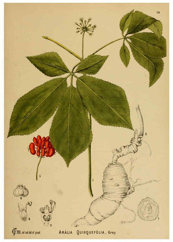 Reproducción/Reproduction 6025410085: American medicinal plants New York,Boericke & Tafel,c1887