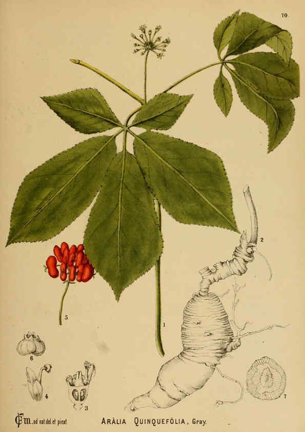 Reproducción/Reproduction 6025410085: American medicinal plants New York,Boericke & Tafel,c1887