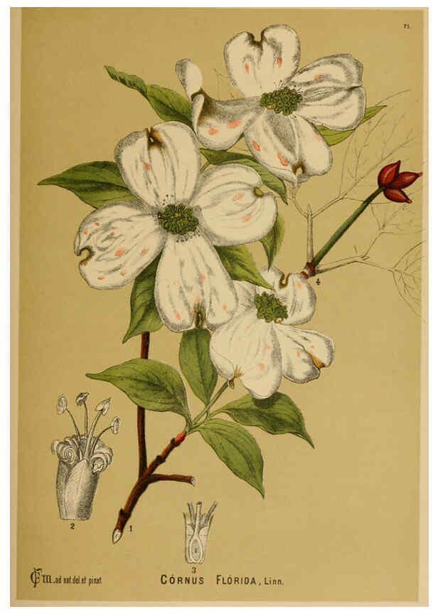 Reproducción/Reproduction 6025965746: American medicinal plants New York,Boericke & Tafel,c1887