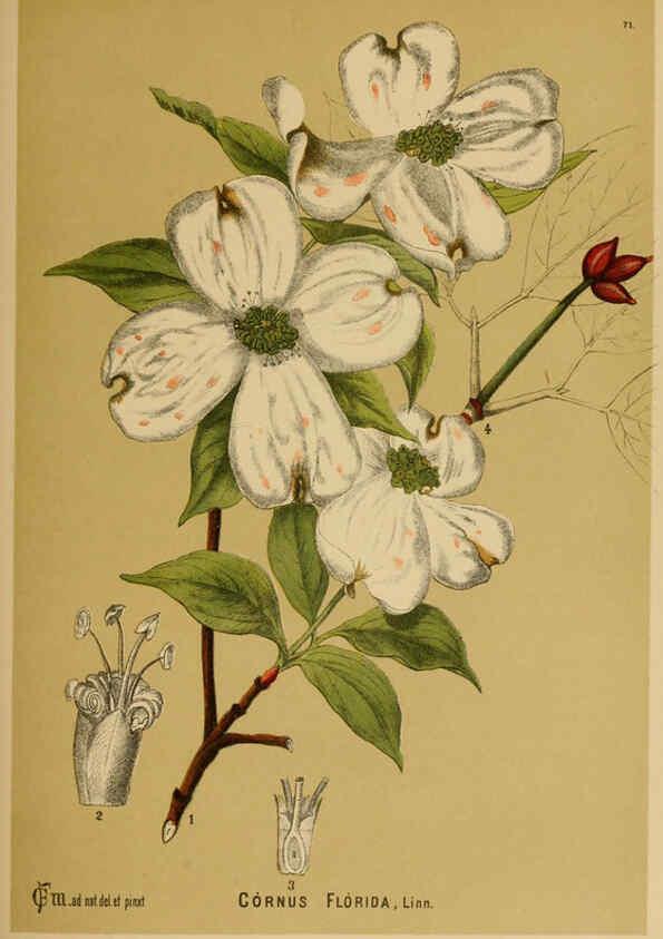 Reproducción/Reproduction 6025965746: American medicinal plants New York,Boericke & Tafel,c1887