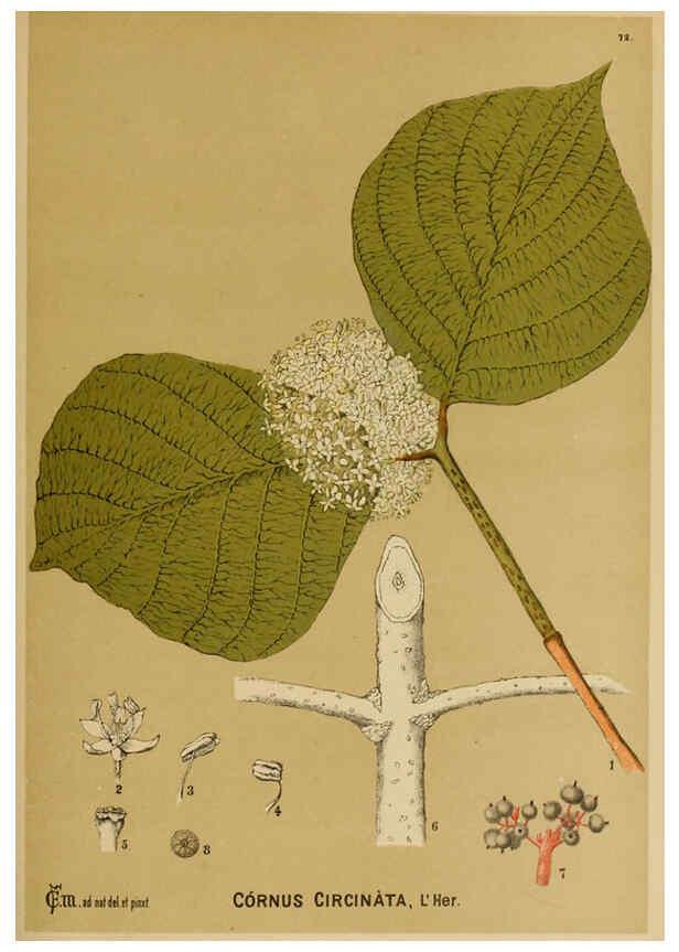 Reproducción/Reproduction 6025410767: American medicinal plants New York,Boericke & Tafel,c1887