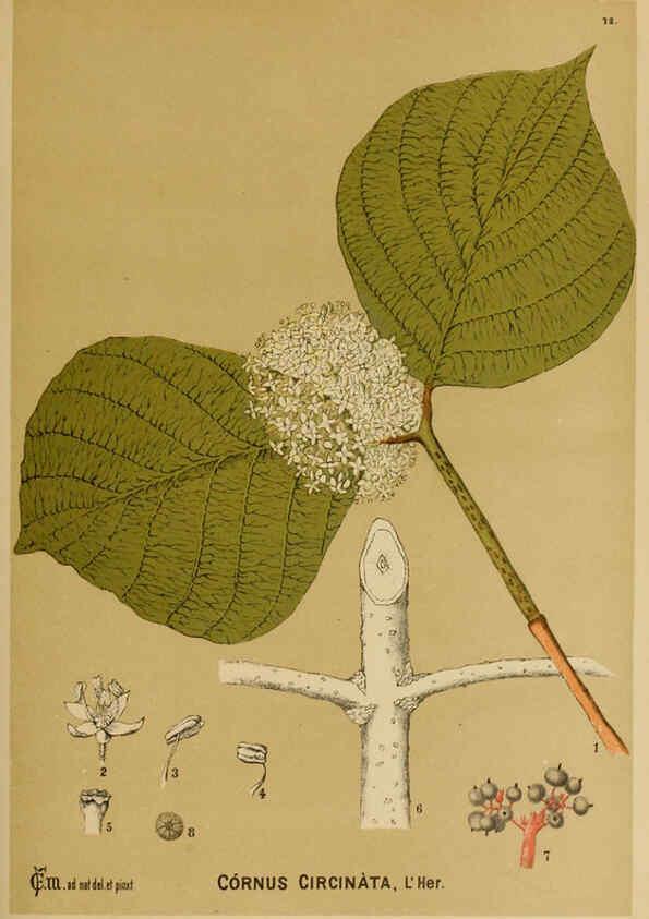 Reproducción/Reproduction 6025410767: American medicinal plants New York,Boericke & Tafel,c1887