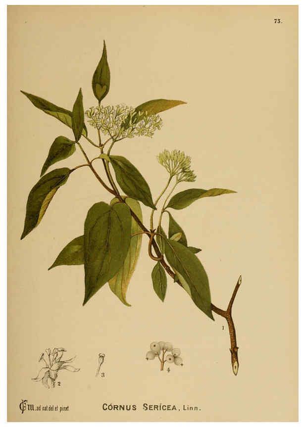 Reproducción/Reproduction 6025966294: American medicinal plants New York,Boericke & Tafel,c1887