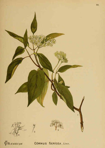 Reproducción/Reproduction 6025966294: American medicinal plants New York,Boericke & Tafel,c1887