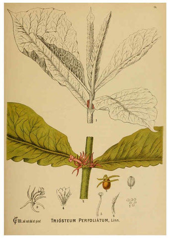 Reproducción/Reproduction 6025966546: American medicinal plants New York,Boericke & Tafel,c1887