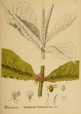 Reproducción/Reproduction 6025966546: American medicinal plants New York,Boericke & Tafel,c1887