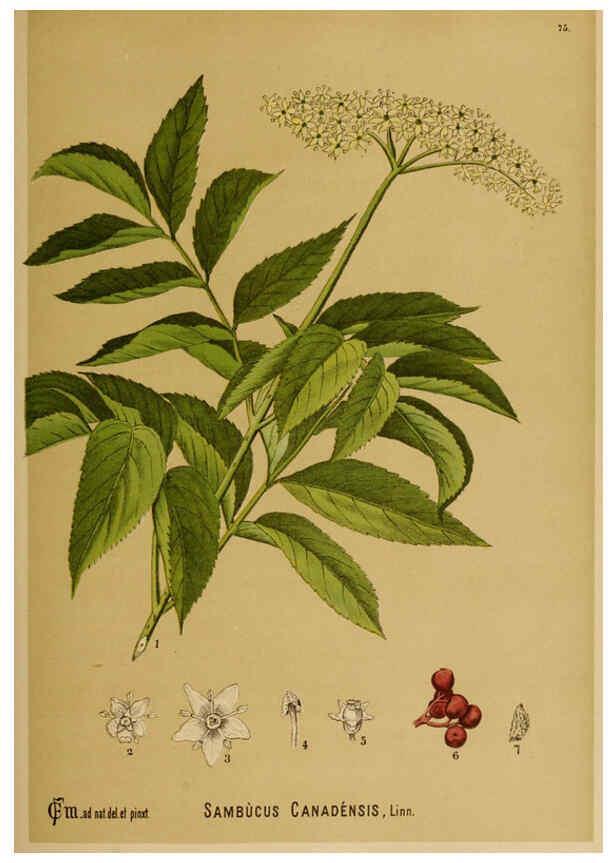 Reproducción/Reproduction 6025411781: American medicinal plants New York,Boericke & Tafel,c1887