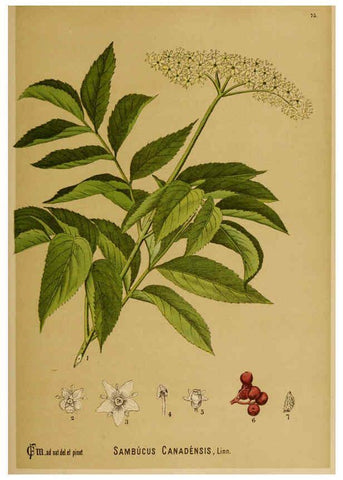 Reproducción/Reproduction 6025411781: American medicinal plants New York,Boericke & Tafel,c1887
