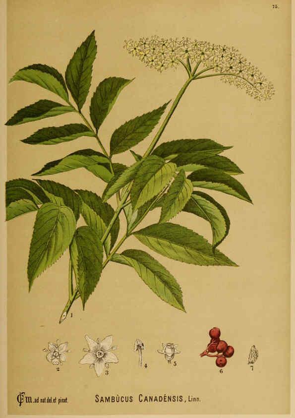 Reproducción/Reproduction 6025411781: American medicinal plants New York,Boericke & Tafel,c1887