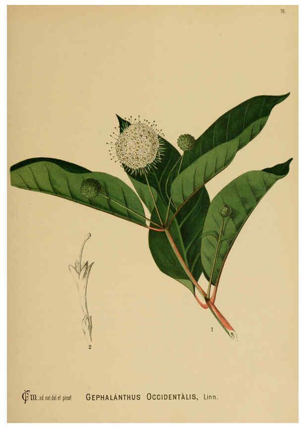 Reproducción/Reproduction 6025412285: American medicinal plants New York,Boericke & Tafel,c1887