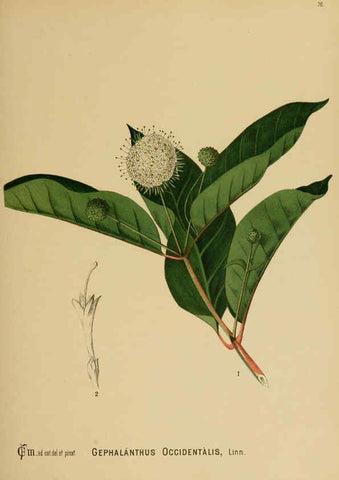 Reproducción/Reproduction 6025412285: American medicinal plants New York,Boericke & Tafel,c1887