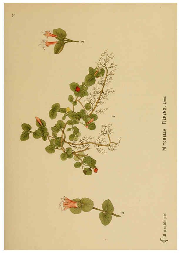 Reproducción/Reproduction 6025412787: American medicinal plants New York,Boericke & Tafel,c1887