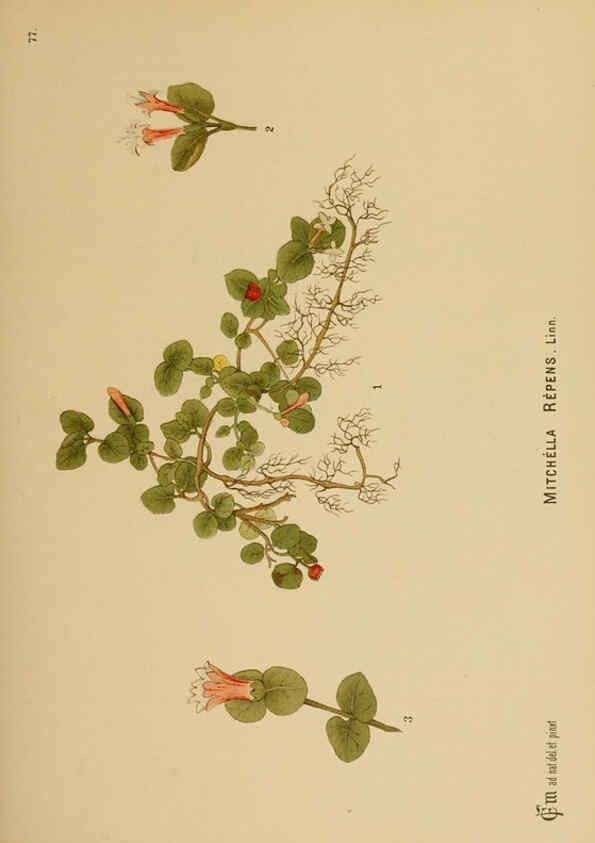 Reproducción/Reproduction 6025412787: American medicinal plants New York,Boericke & Tafel,c1887