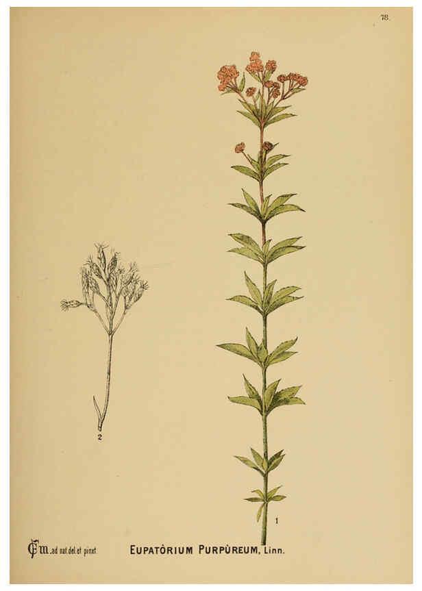 Reproducción/Reproduction 6025412987: American medicinal plants New York,Boericke & Tafel,c1887
