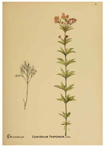 Reproducción/Reproduction 6025412987: American medicinal plants New York,Boericke & Tafel,c1887