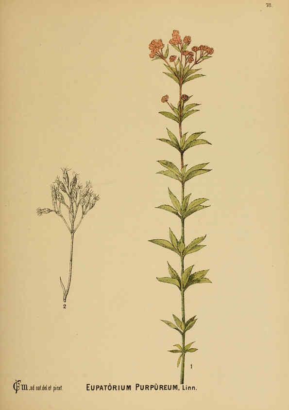 Reproducción/Reproduction 6025412987: American medicinal plants New York,Boericke & Tafel,c1887