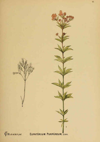 Reproducción/Reproduction 6025412987: American medicinal plants New York,Boericke & Tafel,c1887