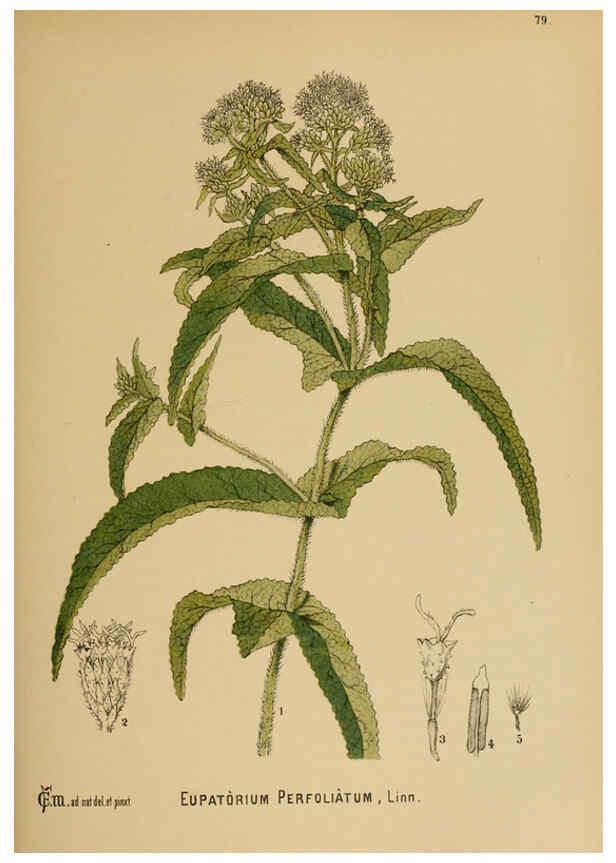 Reproducción/Reproduction 6025413249: American medicinal plants New York,Boericke & Tafel,c1887