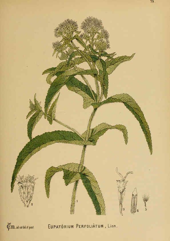 Reproducción/Reproduction 6025413249: American medicinal plants New York,Boericke & Tafel,c1887