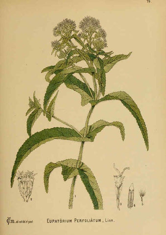 Reproducción/Reproduction 6025413249: American medicinal plants New York,Boericke & Tafel,c1887
