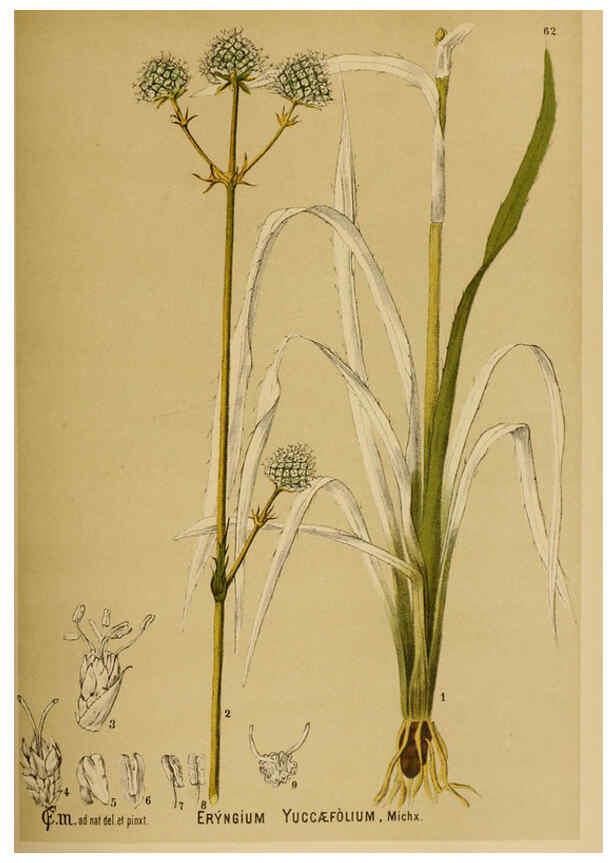 Reproducción/Reproduction 6025407719: American medicinal plants New York,Boericke & Tafel,c1887