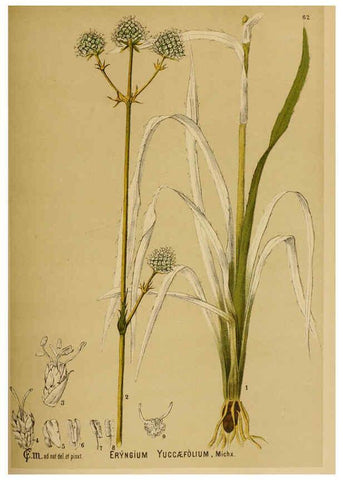 Reproducción/Reproduction 6025407719: American medicinal plants New York,Boericke & Tafel,c1887