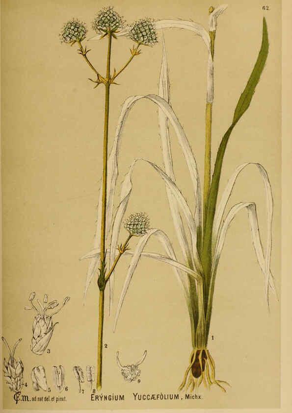 Reproducción/Reproduction 6025407719: American medicinal plants New York,Boericke & Tafel,c1887