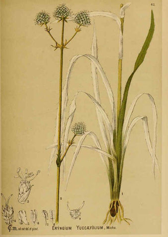 Reproducción/Reproduction 6025407719: American medicinal plants New York,Boericke & Tafel,c1887