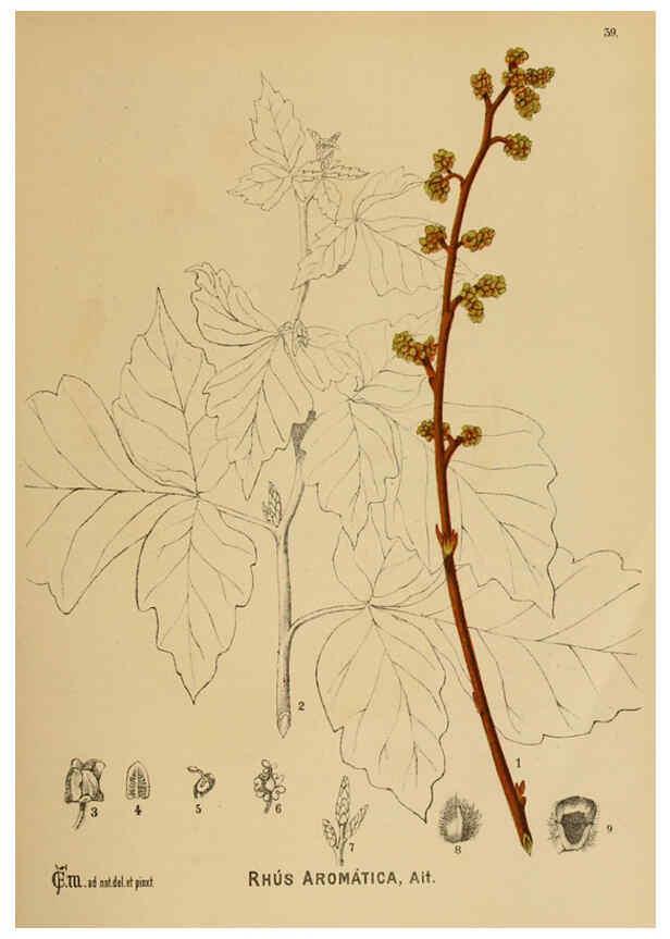 Reproducción/Reproduction 6025398031: American medicinal plants New York,Boericke & Tafel,c1887