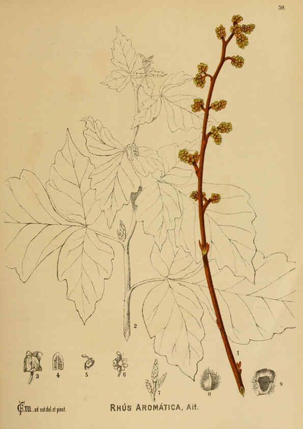 Reproducción/Reproduction 6025398031: American medicinal plants New York,Boericke & Tafel,c1887