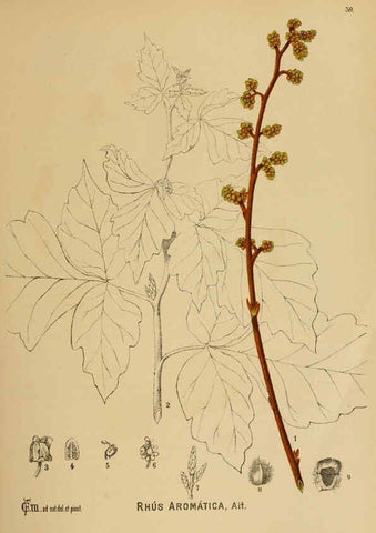 Reproducción/Reproduction 6025398031: American medicinal plants New York,Boericke & Tafel,c1887