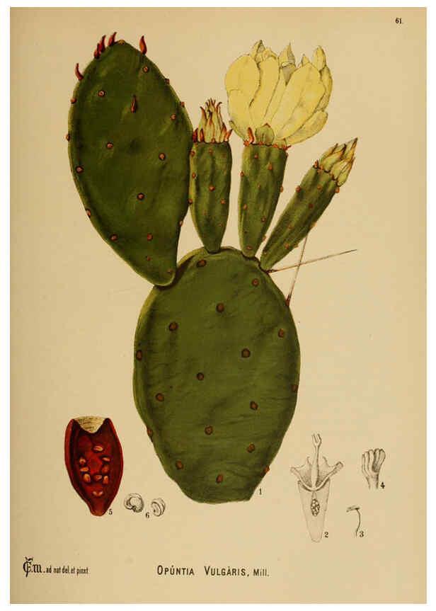 Reproducción/Reproduction 6025407431: American medicinal plants New York,Boericke & Tafel,c1887
