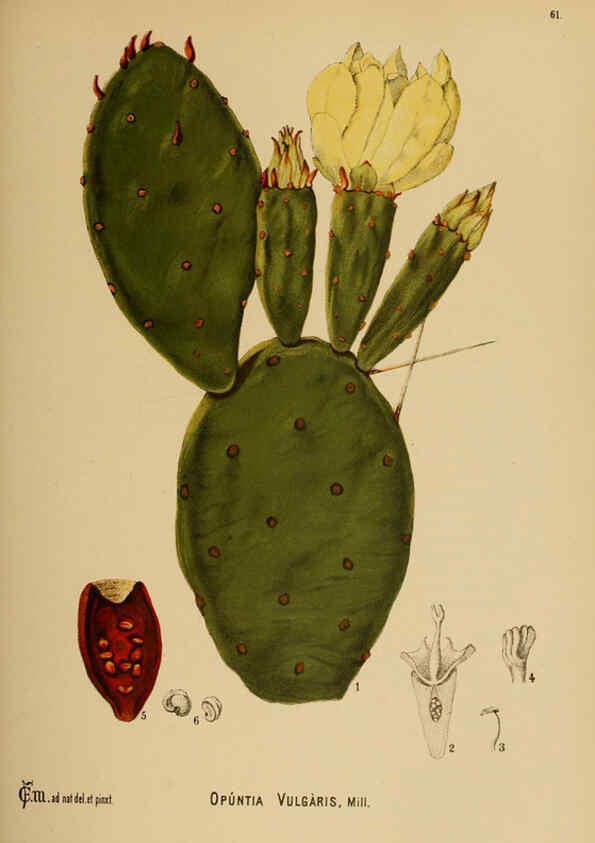 Reproducción/Reproduction 6025407431: American medicinal plants New York,Boericke & Tafel,c1887