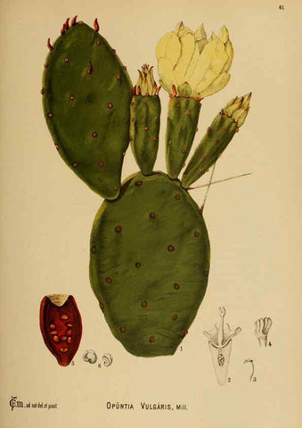 Reproducción/Reproduction 6025407431: American medicinal plants New York,Boericke & Tafel,c1887