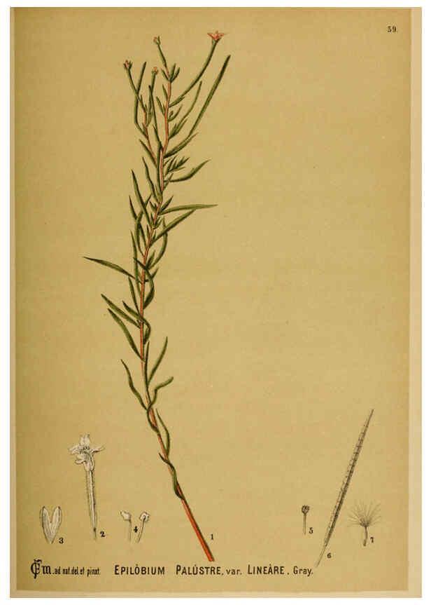 Reproducción/Reproduction 6025406601: American medicinal plants New York,Boericke & Tafel,c1887
