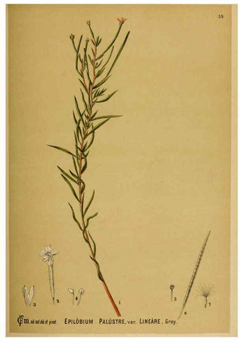 Reproducción/Reproduction 6025406601: American medicinal plants New York,Boericke & Tafel,c1887
