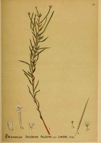 Reproducción/Reproduction 6025406601: American medicinal plants New York,Boericke & Tafel,c1887
