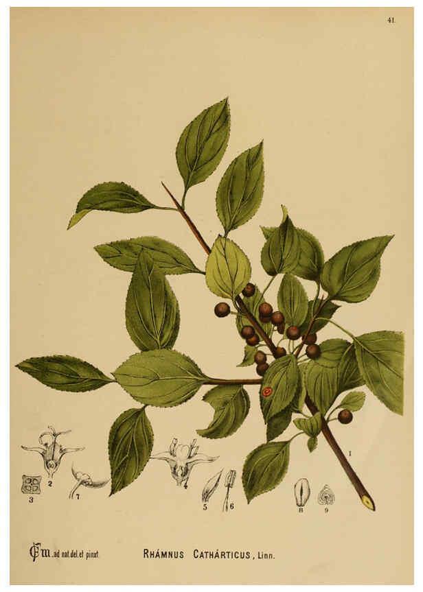 Reproducción/Reproduction 6025398519: American medicinal plants New York,Boericke & Tafel,c1887