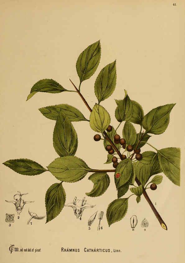 Reproducción/Reproduction 6025398519: American medicinal plants New York,Boericke & Tafel,c1887