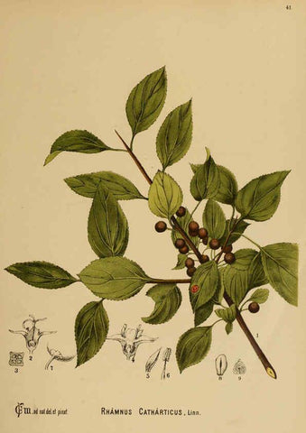 Reproducción/Reproduction 6025398519: American medicinal plants New York,Boericke & Tafel,c1887