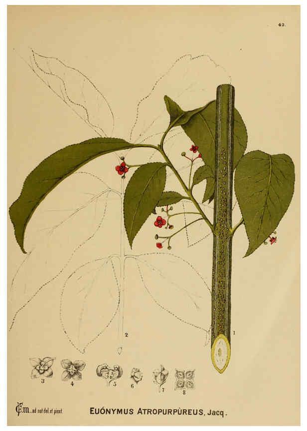 Reproducción/Reproduction 6025954068: American medicinal plants New York,Boericke & Tafel,c1887